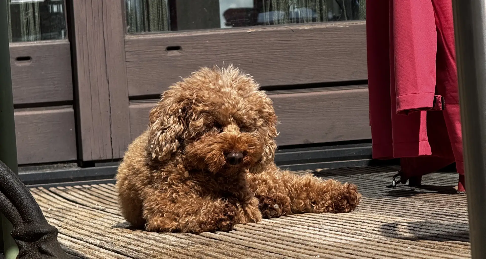 Freddy, de hond van het Veerhuis